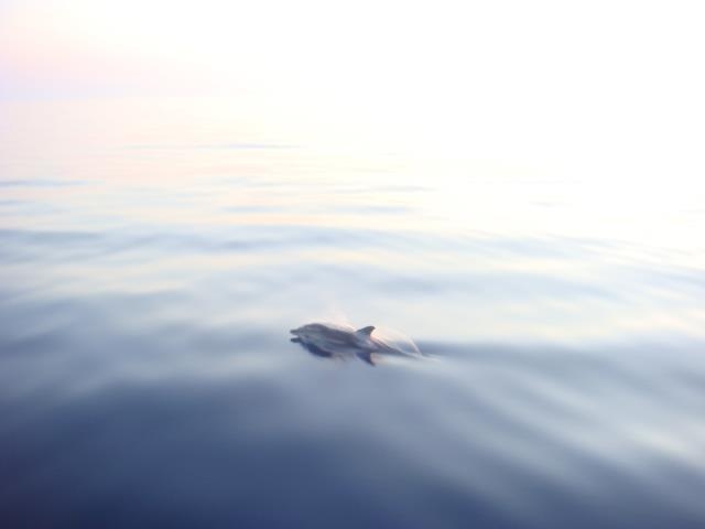 Compagni delfini